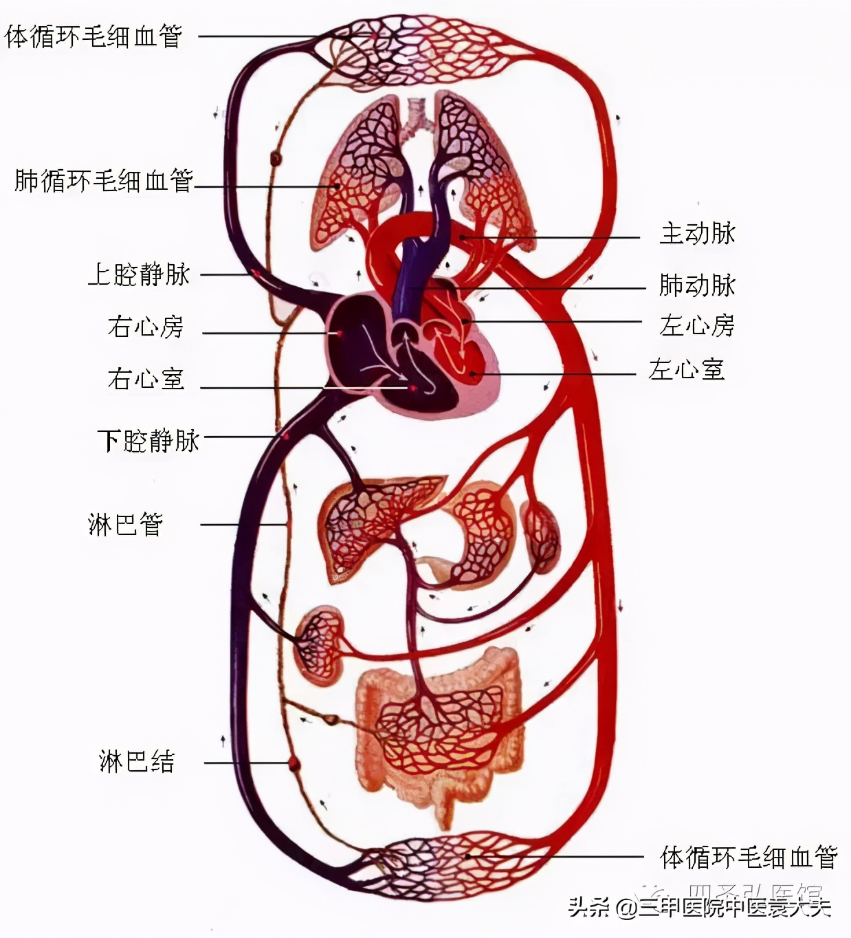 迈入中医之门（配视频）第17课：“瘦弱”的中医机理与科学增肥