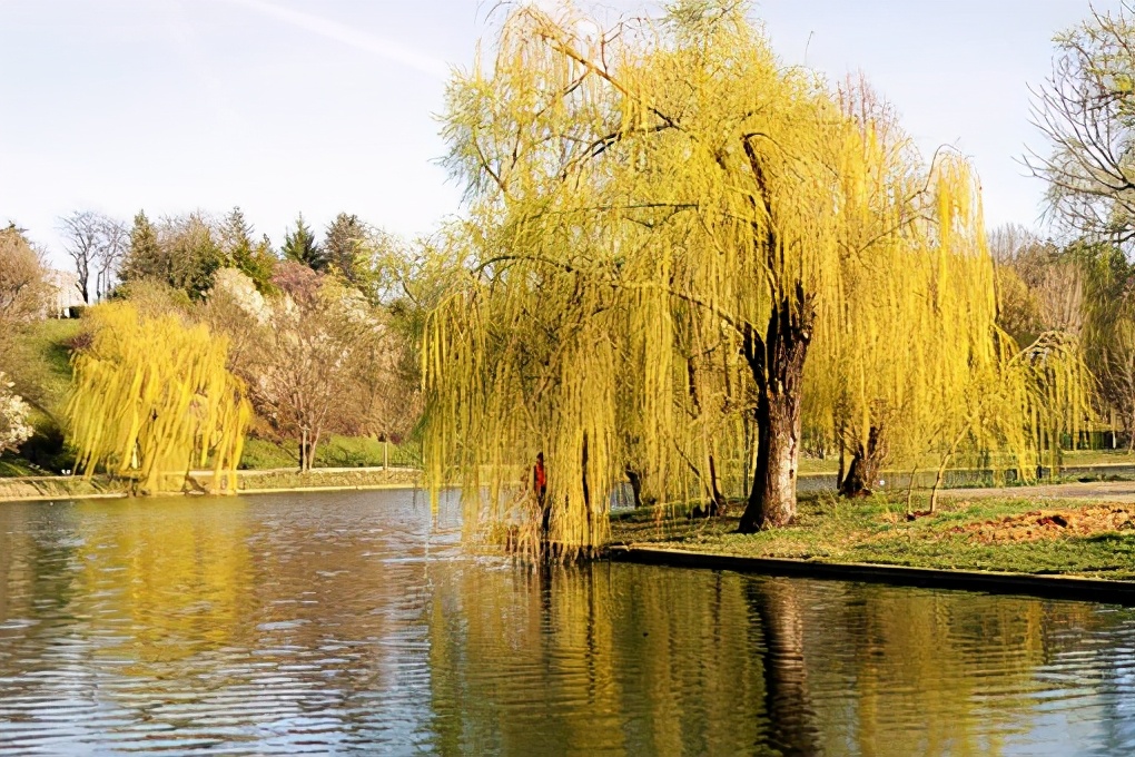 化妆品公认有效的植物提取物,化妆品中草本提取物是真的吗