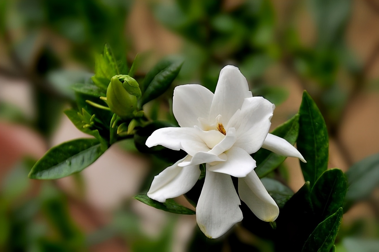 栀子花怎么扦插才能成活率高,栀子花什么时候扦插成活率高