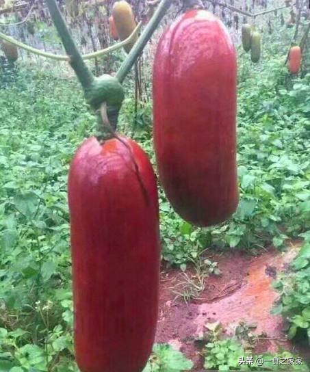 土豪吃得起的四种顶级水果,中国公认最好吃的六种水果