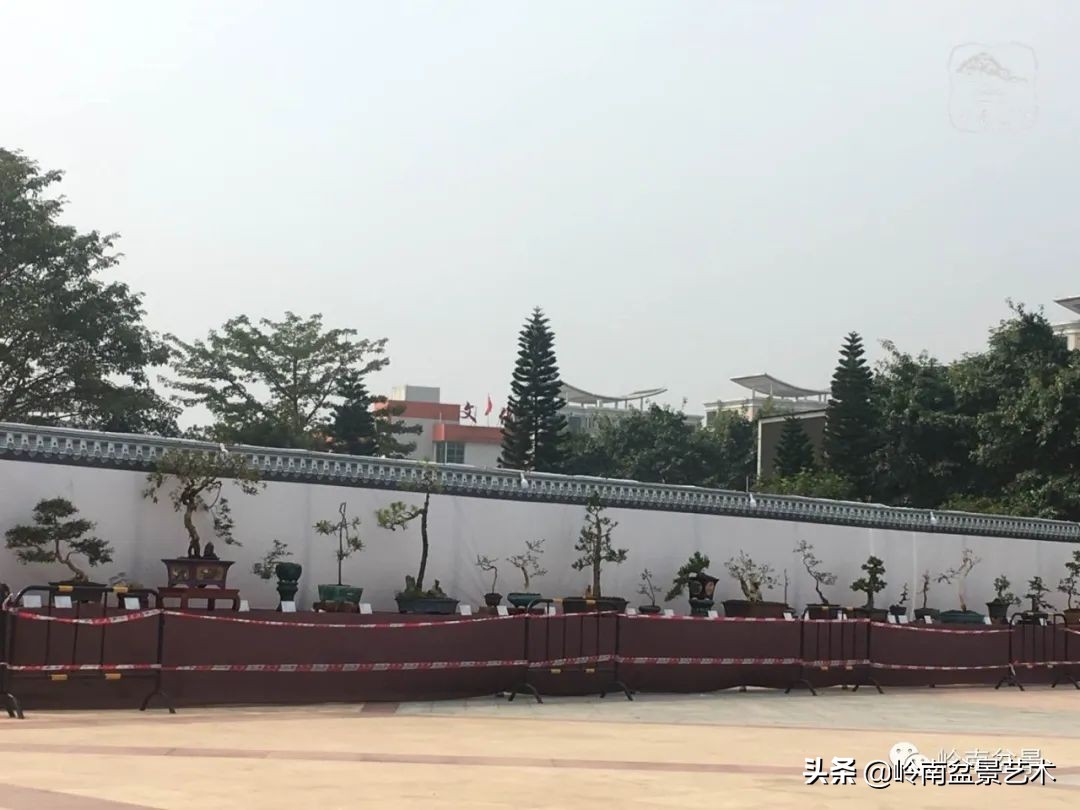 广东的盆景有哪些,适合广东玩的盆景