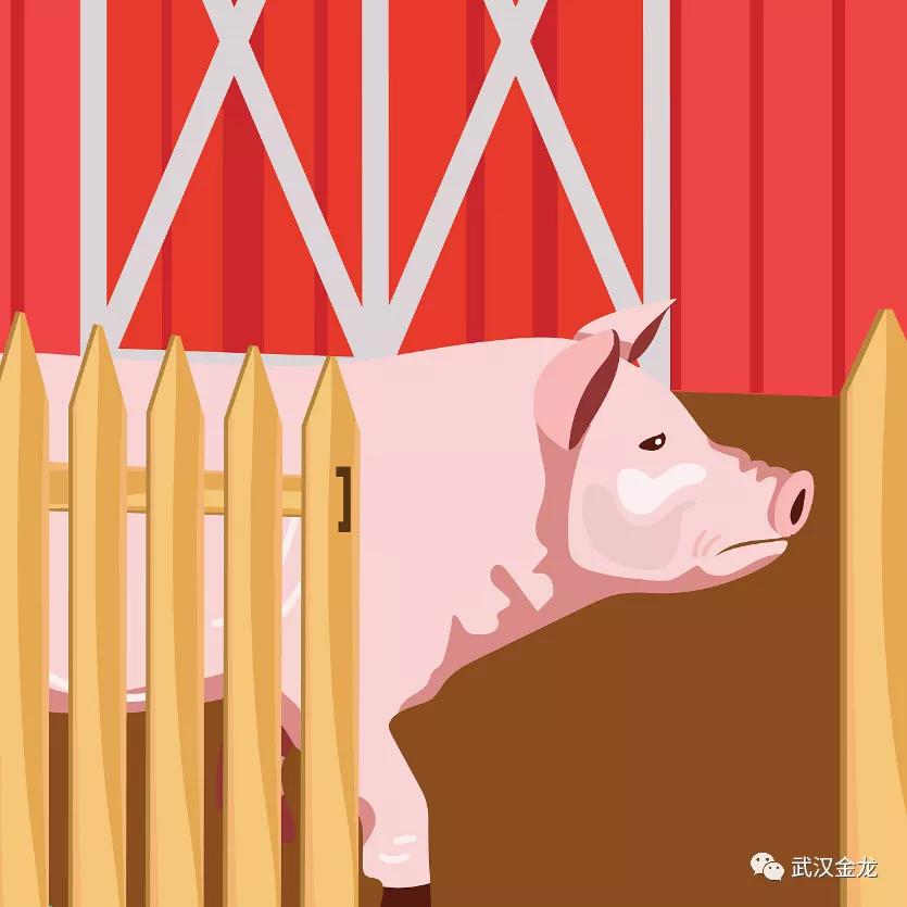 武汉金龙王军：盲目扩张、急功近利…非洲猪瘟对行业的影响与变革正在显现|猪业视点