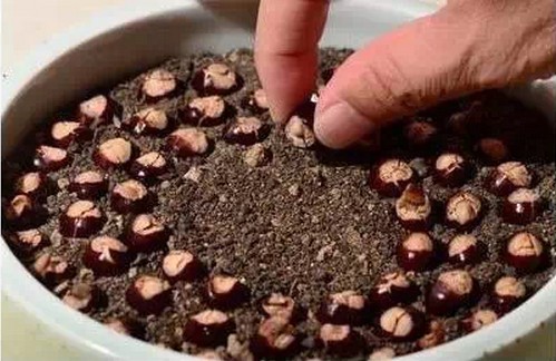 盆栽龙眼能长出果实吗,龙眼直接扔土里面可以种出来吗