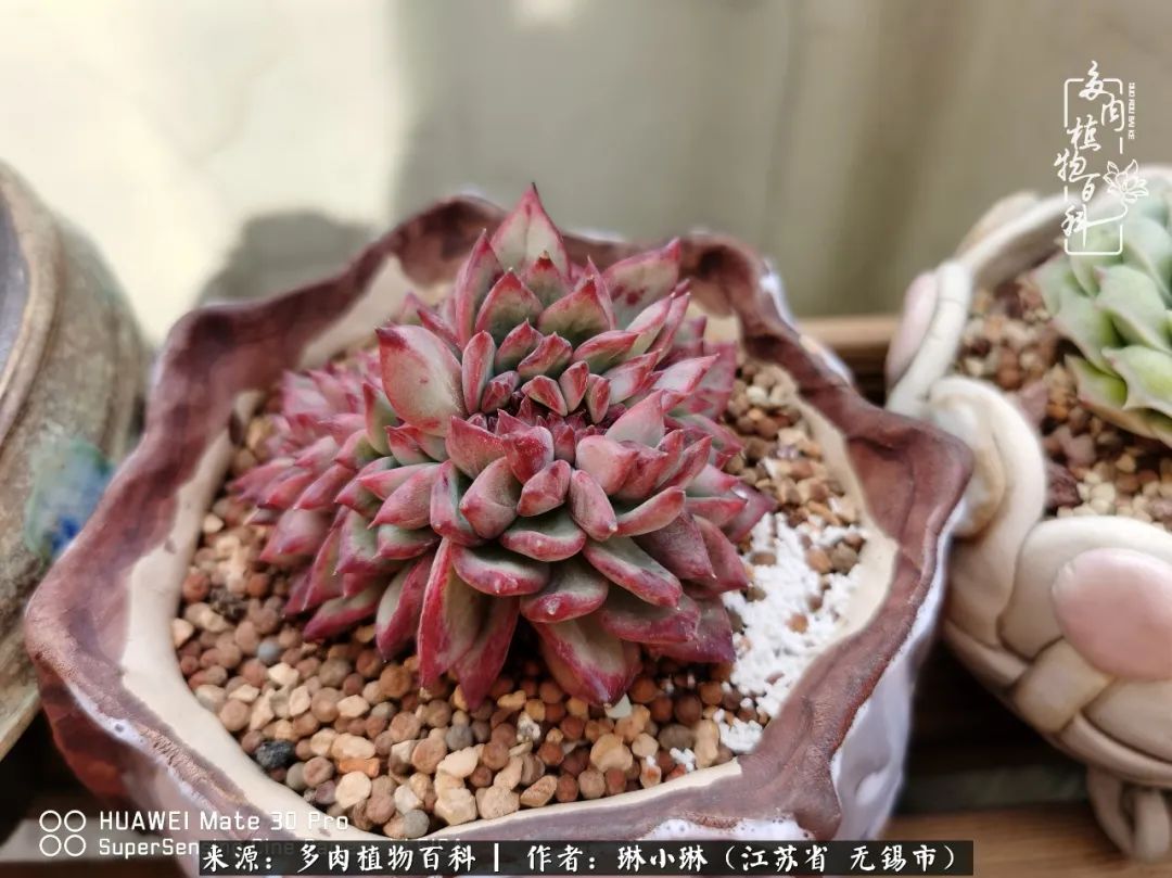 又到多肉变美时，一切都鼓励我积极向前