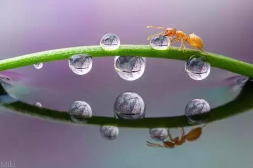 误入玻璃杯的两只蚂蚁