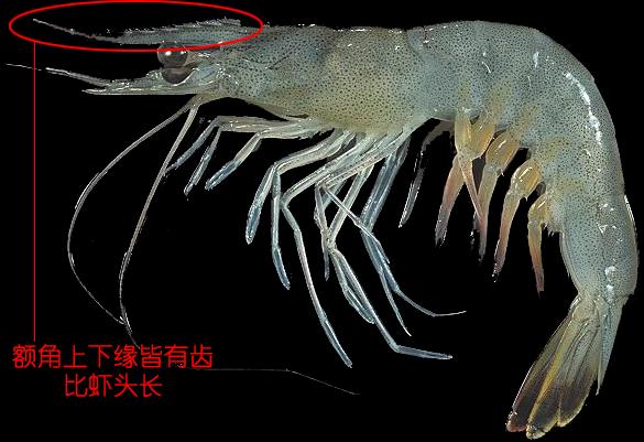 硬壳罗氏虾和软壳罗氏虾的区别,罗氏虾鳌虾甜虾有什么不同