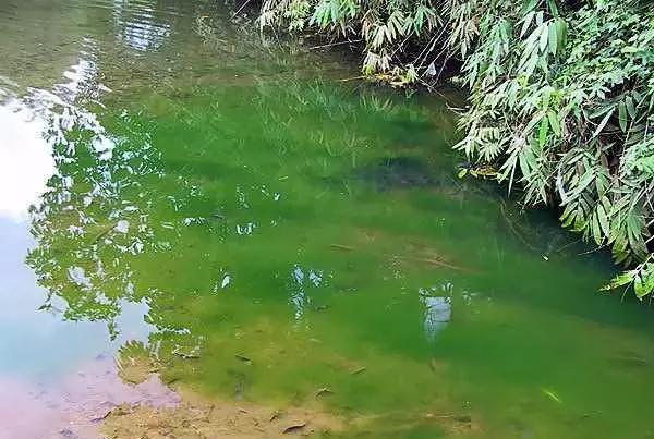 下塘种植技术及注意事项,养殖池塘肥水多久一次比较好