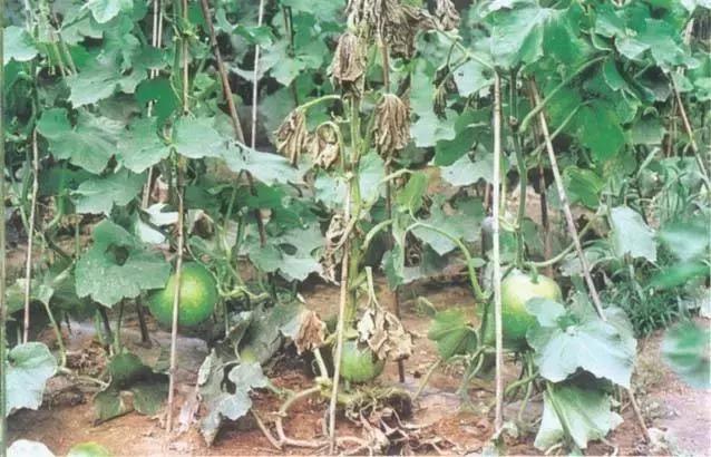 番茄青枯病萎蔫,青枯病和立枯病萎蔫的症状