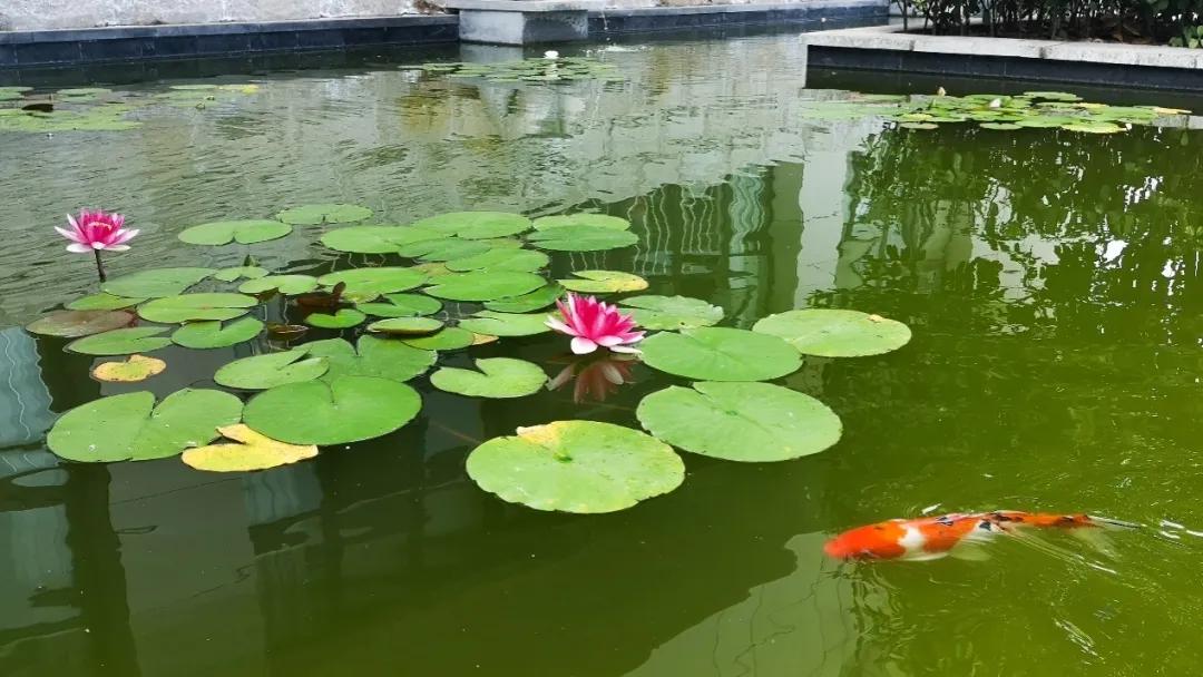 2023汉中中学招生标准,2022汉中中学招生简章