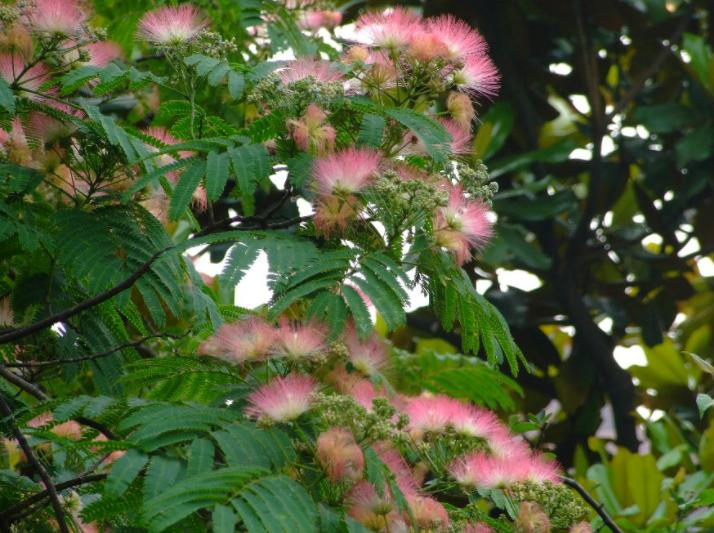 这5种大树，颜值高，经济实用，老一辈人生活经验中见证过的