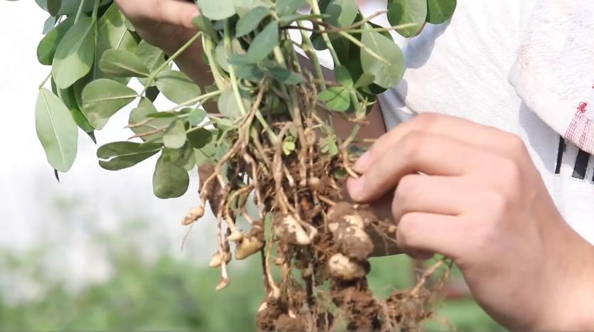 钙肥用了没效果该如何正确补钙,钙肥施用小知识