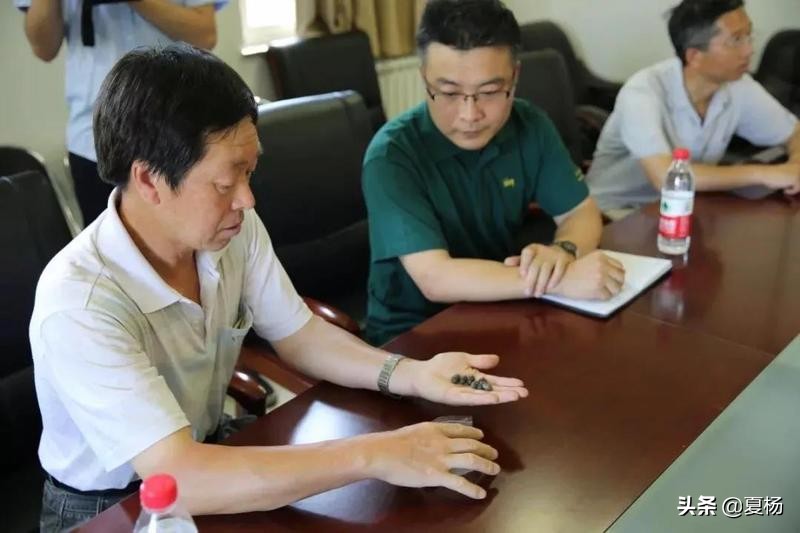 莲子埋入土里多久还可以发芽,莲子埋在泥里会发芽吗