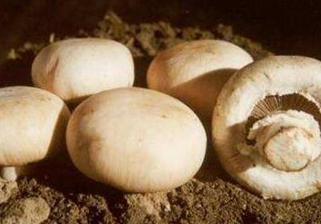 双孢菇培养料的发酵技术,工厂化种植双孢菇管理办法