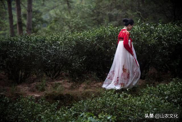 武夷山最有名的大红袍茶,武夷山大红袍正宗茶有多少钱一斤