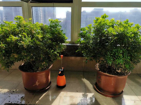 家庭养米兰注意事项有哪些,刚开始养米兰养什么