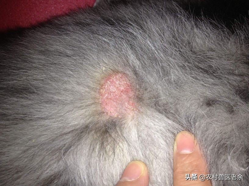 宠物猫狗皮肤病瘙痒寝食难安，主人难受着急，诊断准确才是关键！