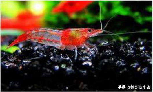 观赏虾的养殖方法图解,养观赏虾的正确方法和注意事项