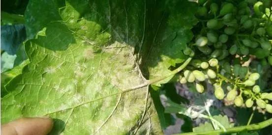 葡萄红蜘蛛病害图片,葡萄病害常用杀菌剂