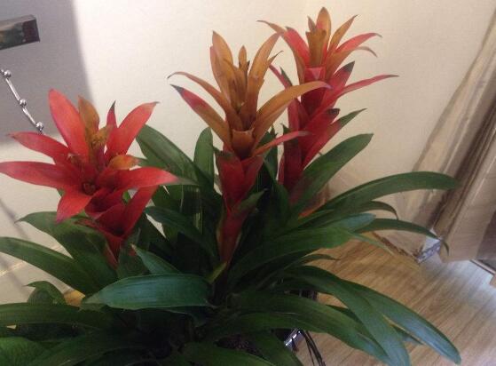 鸿运当头叶子发黄拯救的正确方法,鸿运当头叶子发黄的解决方法