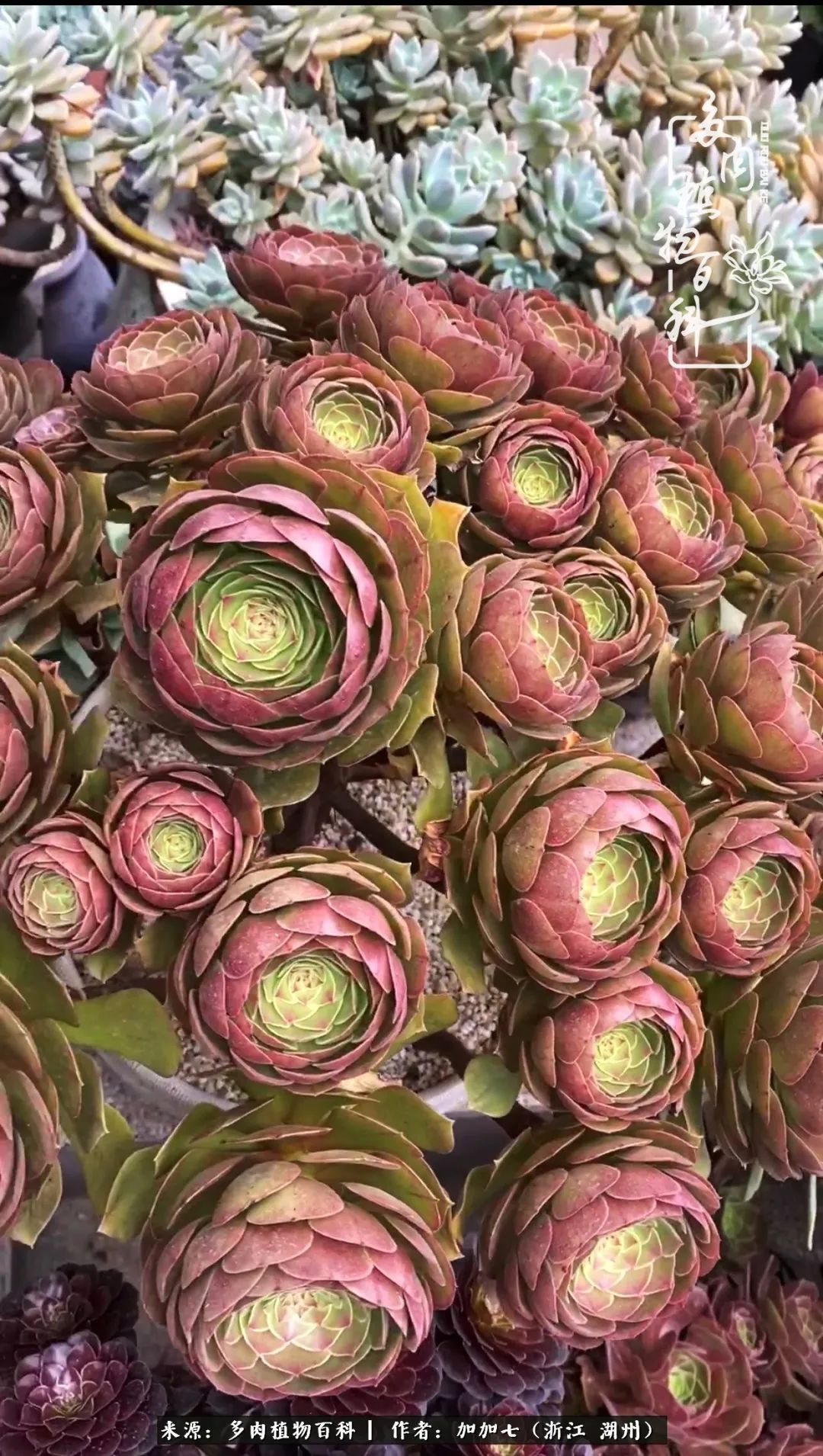 没根的法师夏天怎么养,五法师阵容