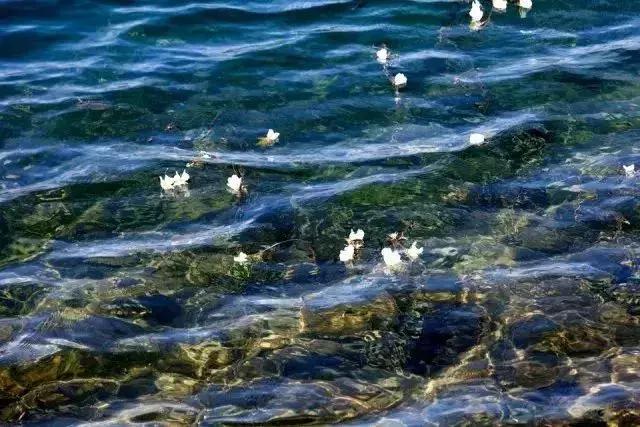 凉山州哪里可以赏花,西昌赏花攻略