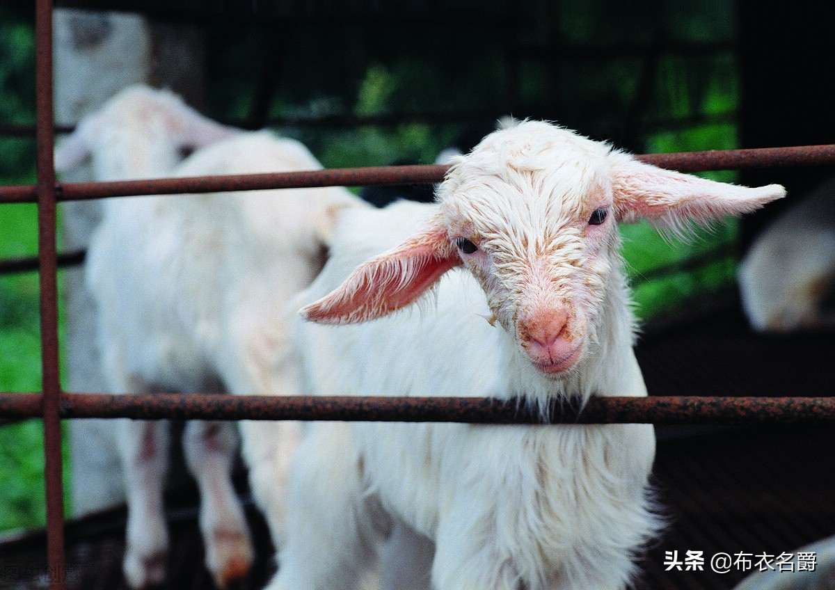 高寒区绵羊地方性流产防控策略