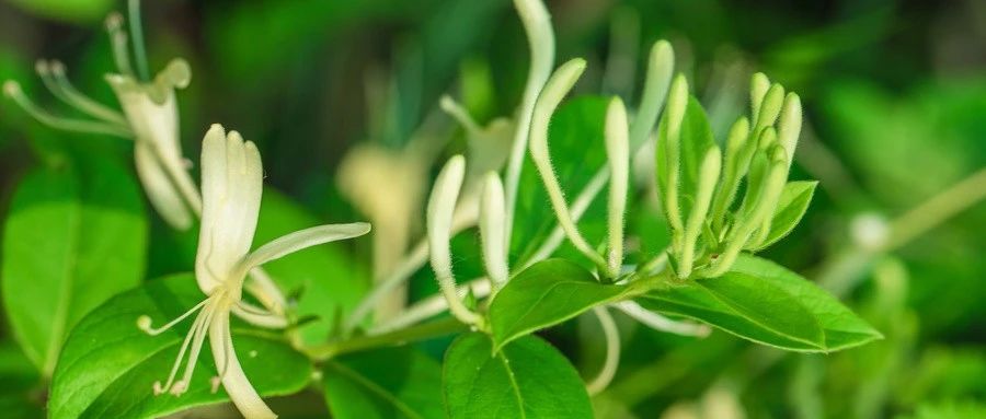 女性健康养生药方,25岁女人必知养生方