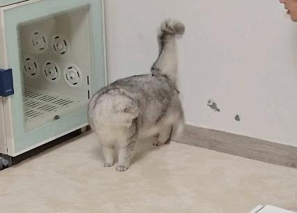 养了十多天的猫损失了几万元,偷偷养只猫最后全军覆没