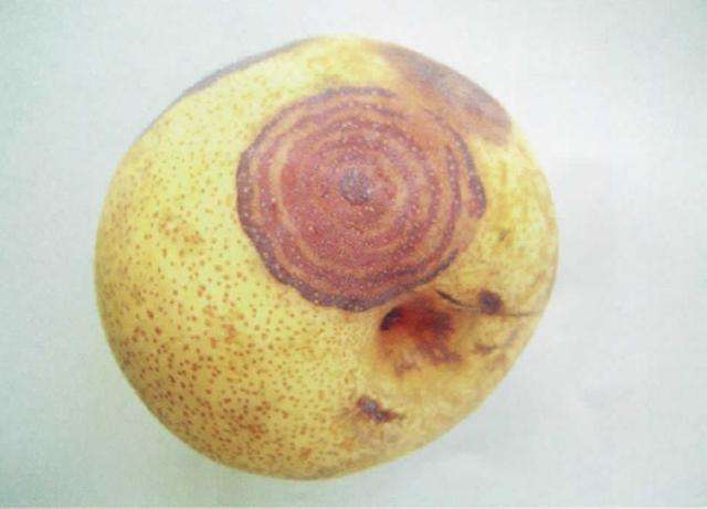 梨锈病防治方法,梨疫病与黑斑病打什么药