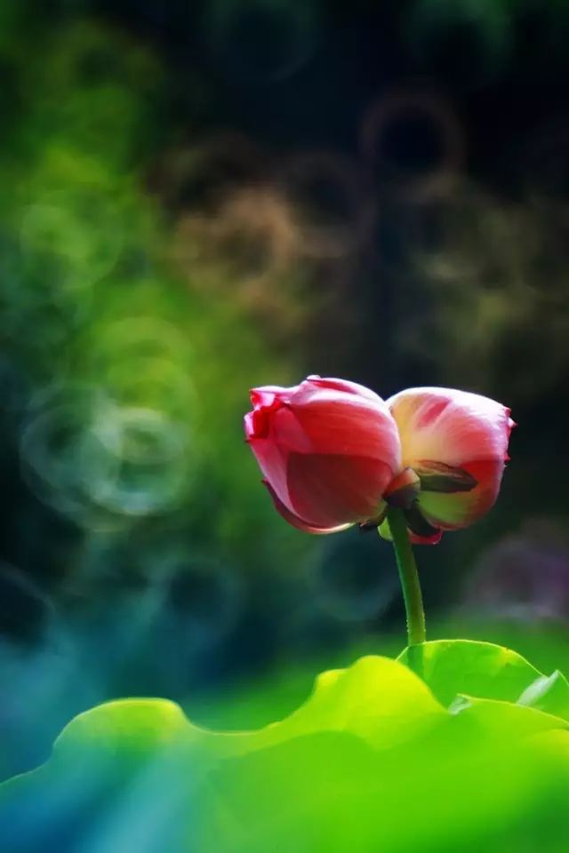 中国十大名花你认识几种呢,中国十大名花你喜欢哪种呢