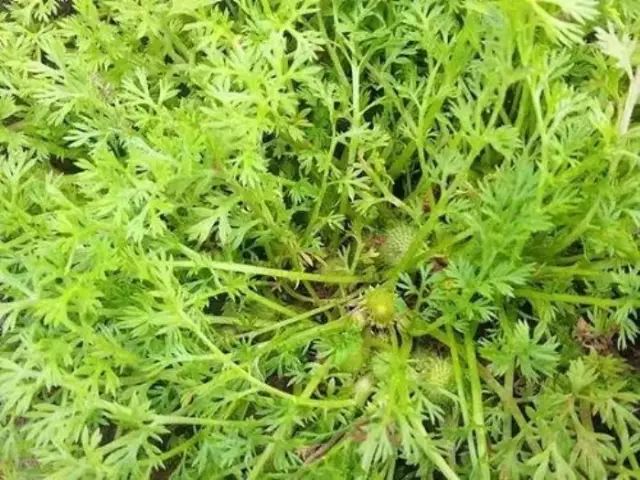 农村常见野花野草,这些野菜农村随处见