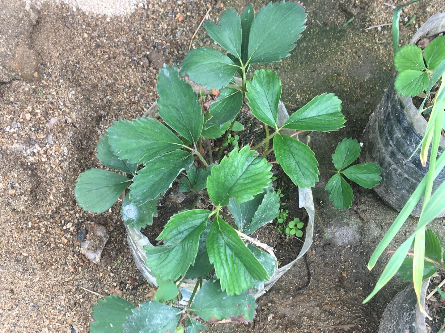 回农村做点什么赚钱,回农村种植什么赚钱