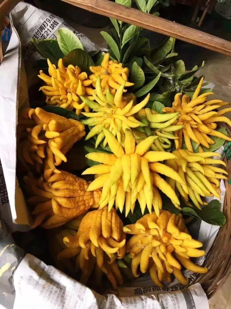 适合卧室养的助眠花,冬季助眠好养的花