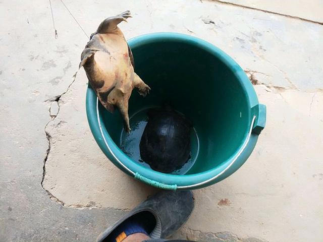 钓到一只4斤重巴西龟发朋友圈,钓到三斤重的乌龟能吃吗