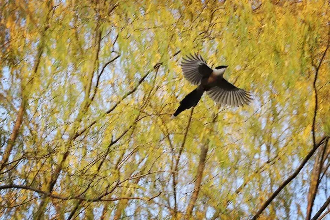 北方常见鸟类大全图片及名称,南大常见的鸟类有哪些