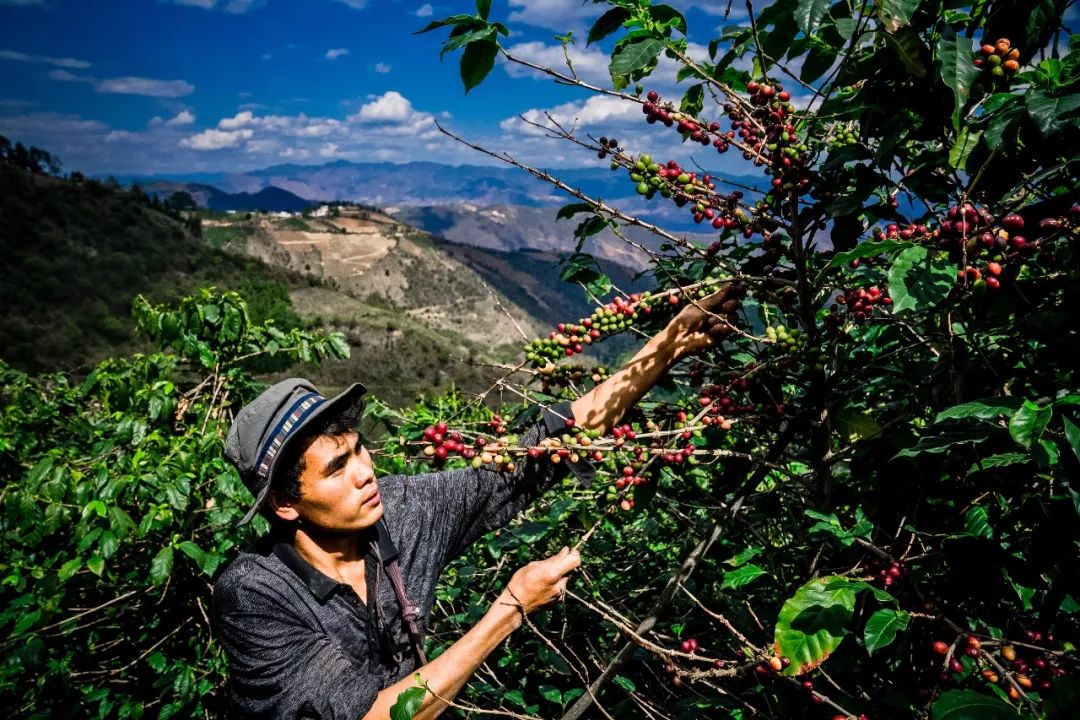 拯救瑞幸,拯救瑞幸的咖啡