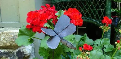 天竺葵夏天怎么浇水养才开花,天竺葵怎么养才一年四季开爆花