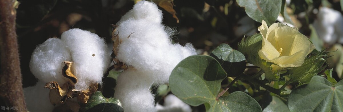 有哪些昆虫很常见但人们都不知道,除了蚂蚱你还知道哪些昆虫