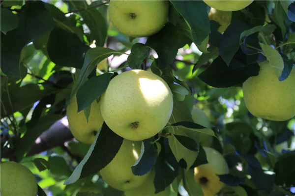 「密云农业」终于等到你,还好没放弃!黄元帅苹果上架开售了