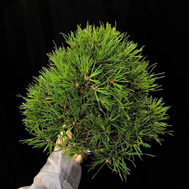 日本三河黑松盆景北方过冬,日本三河黑松小盆景