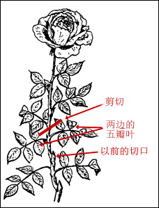 玫瑰不容易种活,玫瑰种植易养活
