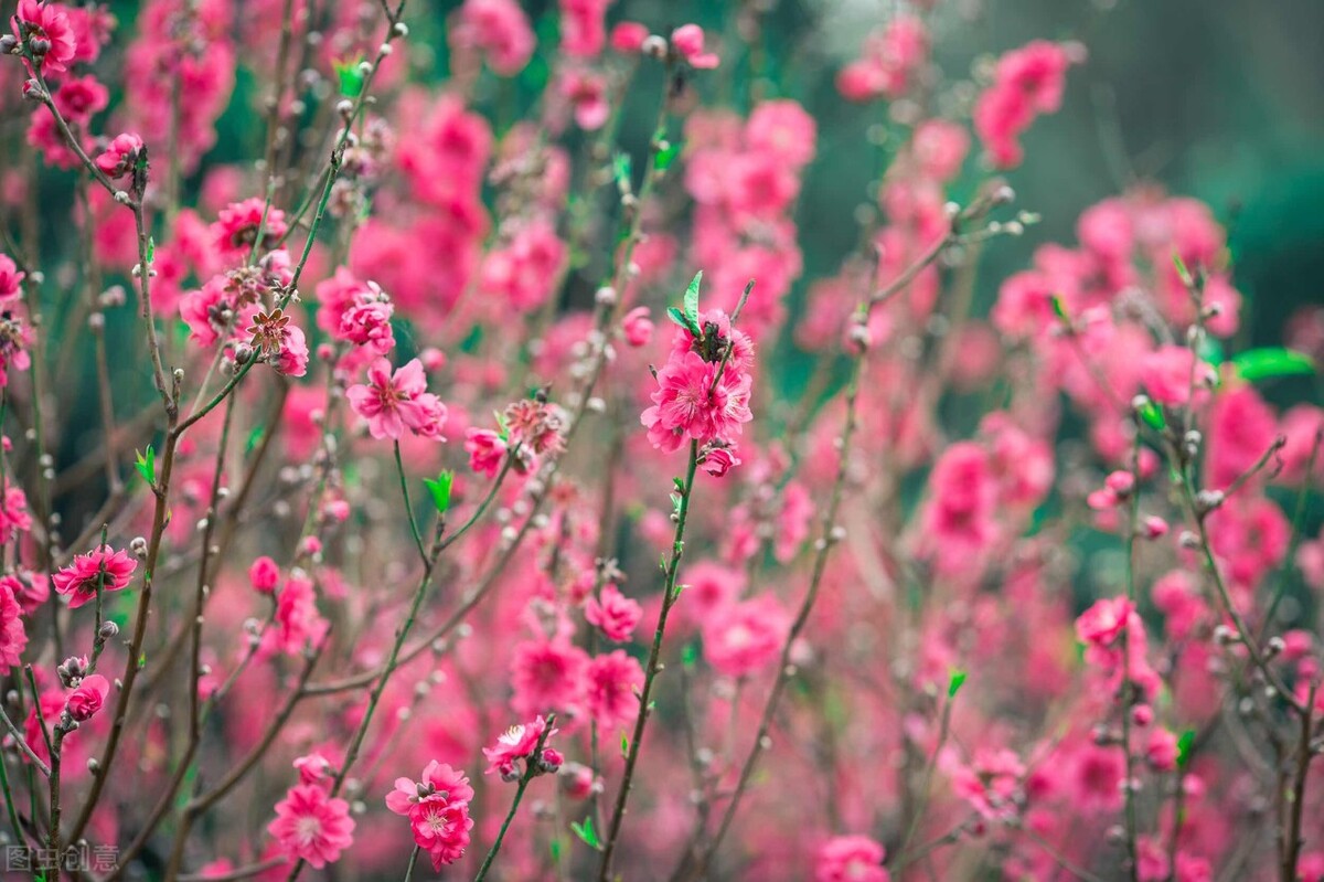 春风三月赏桃花,赞三月桃花诗