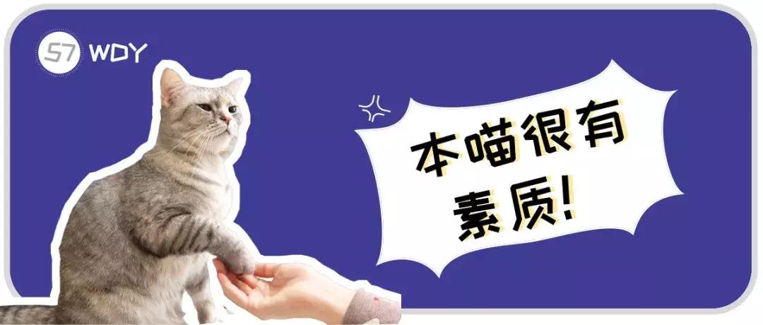 被猫咪抓了会传染吗,被猫咪抓伤了什么症状会感染