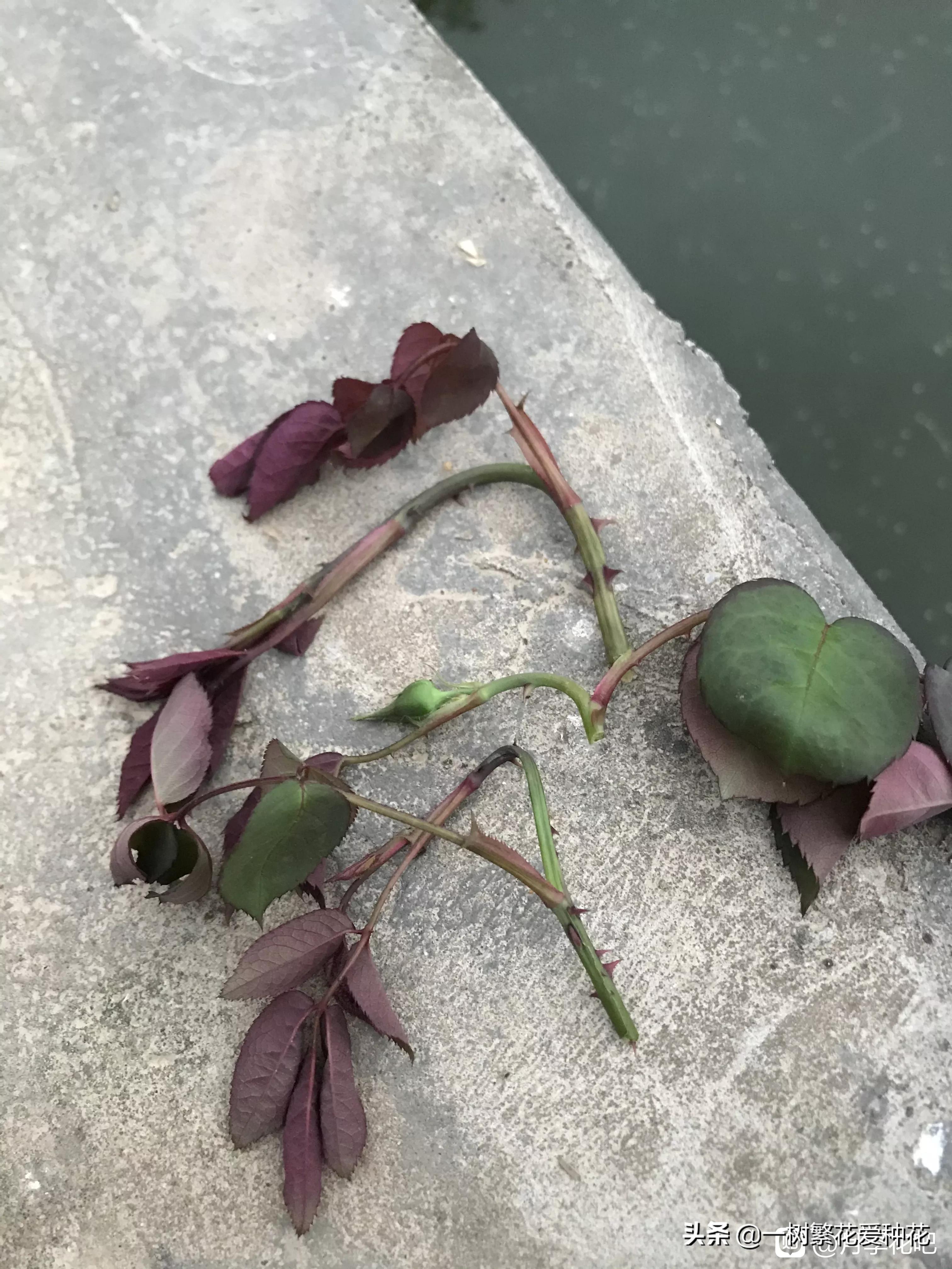 月季开花晒了太阳蔫了补救,月季叶子枯萎像缺水了一样