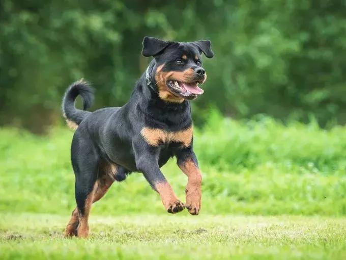 美国家庭都养什么犬,美国人喜欢养什么猛犬