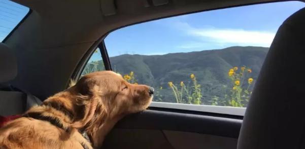 狗狗晕车吐了之后怎么调理,狗狗晕车呕吐没精神没食欲怎么办