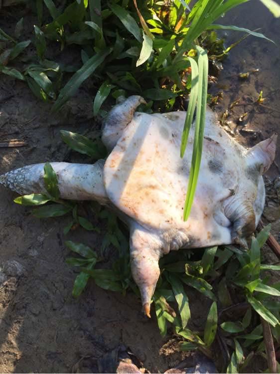 猪肝钓甲鱼真有那么神奇吗,猪肝钓甲鱼放在水里几个小时有效