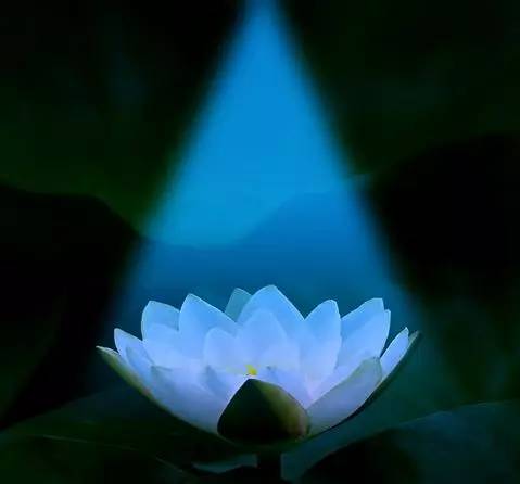 悟禅心语：佛性才是真正的个性，开悟后自然呈现！