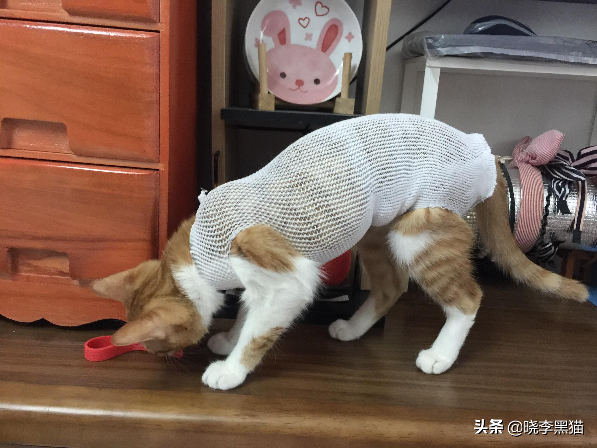 猫咪绝育手术之后怎么护理,猫咪绝育手术后怎么护理