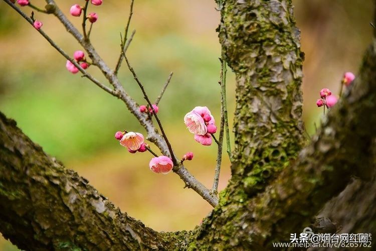 南京梅花山梅花开了吗,来南京梅花山赏梅花